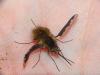 Bombylius major